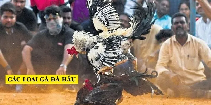 các-loai-ga-da-hau